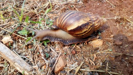 Snails are walking on the ground with dry grass .. in the sunny daytime.
