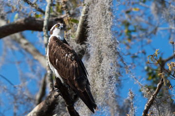 bird of prey