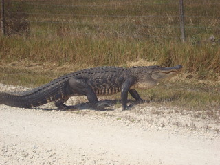 Alligator Walking