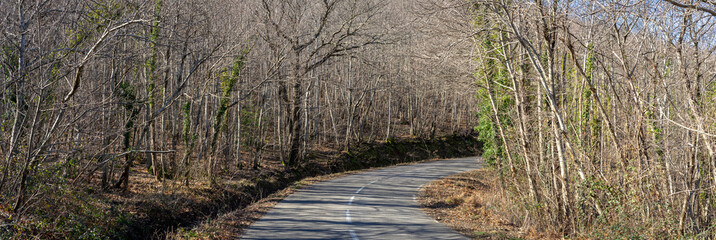 Une route à travers des bois en format panoramique