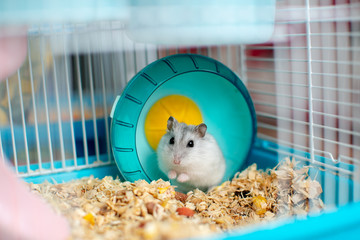 funny white hamster in a cage in a turquoise bright wheel, sawdust on the floor - obrazy, fototapety, plakaty