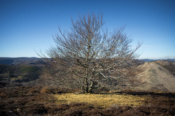 Un grand arbre sans feuille sur fond de ciel bleu et herbe jaune