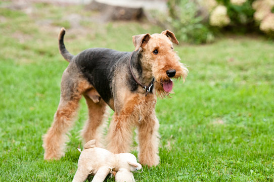 Dog playing
