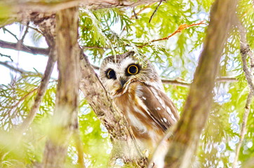 Northern Saw-whet Owl in the wild
