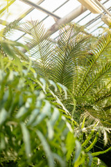 Close up vertical photo of evergreen palm frond in greenhouse/ selective focus on plants, sunlight penetrates the glass roof, tropical plants in sunny day, beautiful light, indoor orangery.