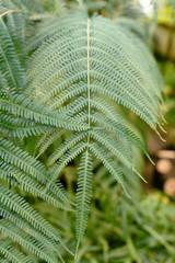 Vertical photo of ostrich fern leaves in greenhouse/ tropical plants, glasshouse with evergreen plants, spore-bearing and gymnosperm, indoor orangery, botanical garden, selective focus, Matteuccia.