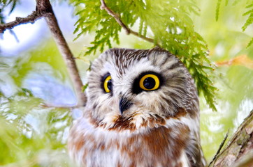 Northern Saw-whet Owl in the wild