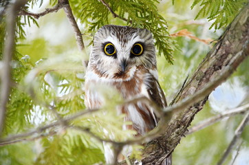Northern Saw-whet Owl in the wild