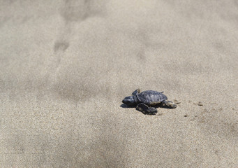 A baby turtle crawling through the sand to the ocean. Bali. Indonesia