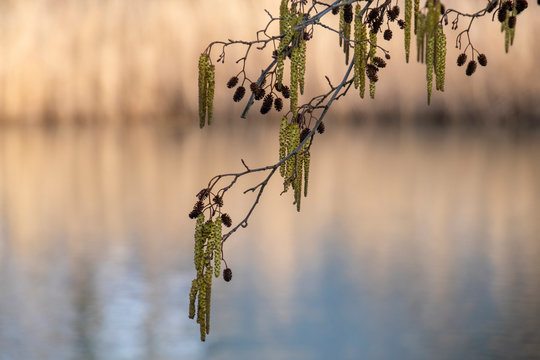 Bluetenkaetzen und Erlenzapfen, Schwarzerle (Alnus glutinos)