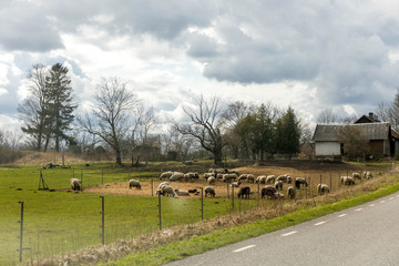 Obraz premium Sheep farm in the Europe