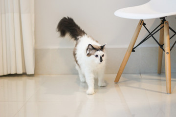 white cat with chair at home