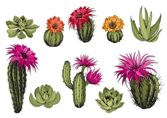 Vector set of green succulent plants and cactus plants with colorful flowers. Isolated elements for design. © JeannaDraw