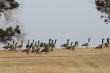Fototapeta na wymiar flock of canadian geese