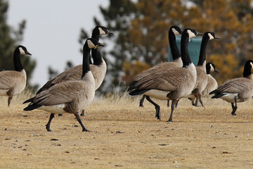 canada geese