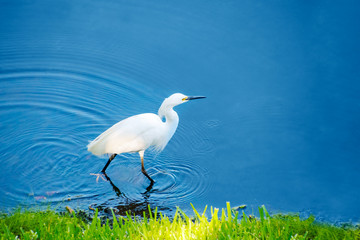 Snowy egret or heron walking in clear blue water space