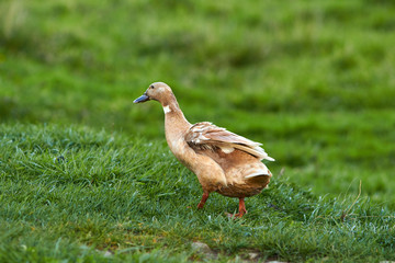 Wildlife
