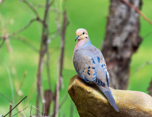 Mourning dove poses on a rock