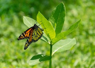 Beautiful monarch butterfly laying egg on milkweed plant
