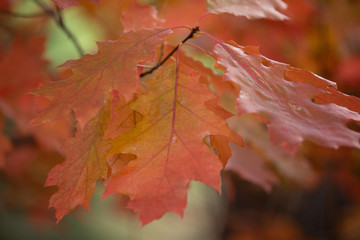 maple leaves in autumn