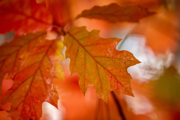 autumn maple leaves