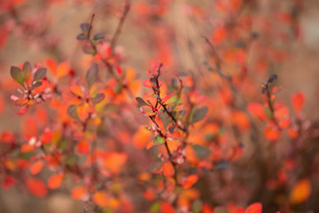 autumn leaves on tree