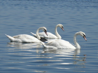 Fototapeta premium swans on the lake