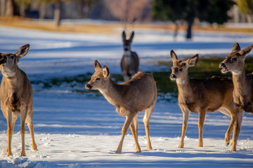 fallow deer in the snow