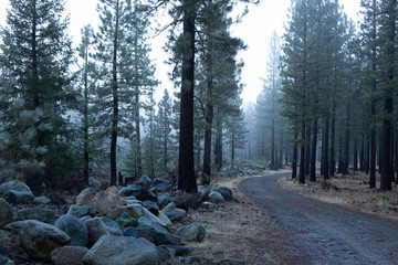 Obraz premium road in the forest