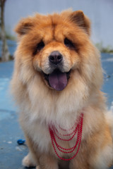 Plakat puppy smiling, chow chow