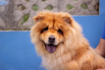 Fototapeta na wymiar puppy smiling, chow chow