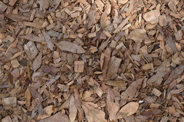 leaves with sun light