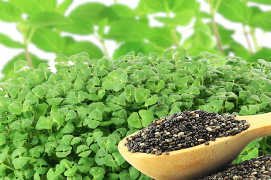 Chia Plant" Images  Browse 112 Stock Photos, Vectors, and Video | Adobe  Stock