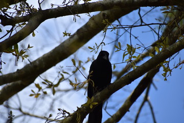 Obraz premium crow on a branch