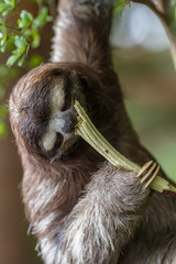 Fototapeta premium Three toed sloth
