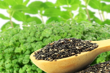 chia seeds Salvia hispanica in wooden spoon in blur chia plant background 