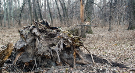 Old stump in the woods.