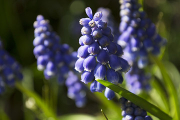 Blooming blue muscari flowers in Belgian garden