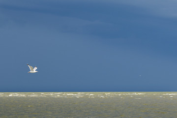 seagull flying over sea