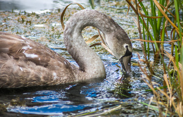 Young Swan feeding in reeds of lake.