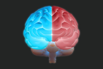 3D brain illustration with left and right function concept