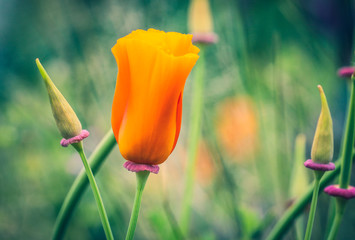 Golden poppies in the Spring