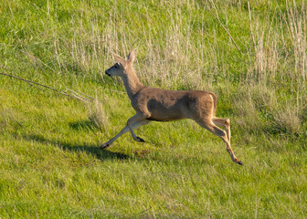 Young black-tailed deer (fawn) caught in midflight while jumping on a hillside in North California