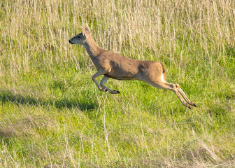 Young black-tailed deer (fawn) caught in midflight while jumping on a hillside in North California