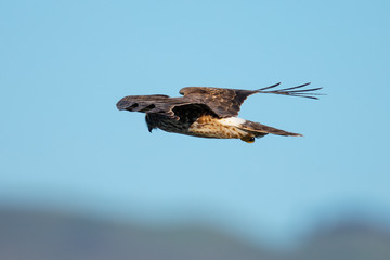 Extremely close view of a hen harrier gliding while hunting, seen in the wild in North California