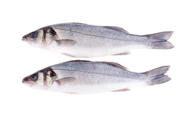 Fish carcass Dicentrarchus labrax on white.
