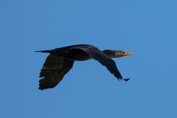 Double-crested cormorant flying, seen in the wild  in North California 