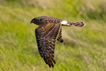 Extremely close view of a hen harrier gliding while hunting, seen in the wild in North California