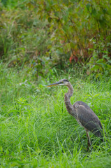 Great Blue Heron