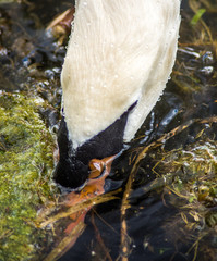 White swan feeding at edge of a lake.